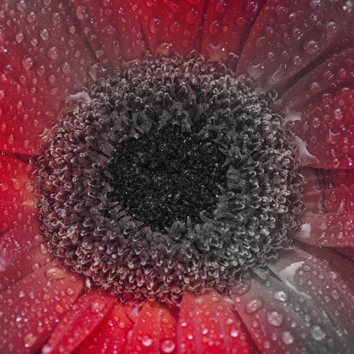 Rote Gerbera mit Wassertropfen, Glasbild Quadratisch