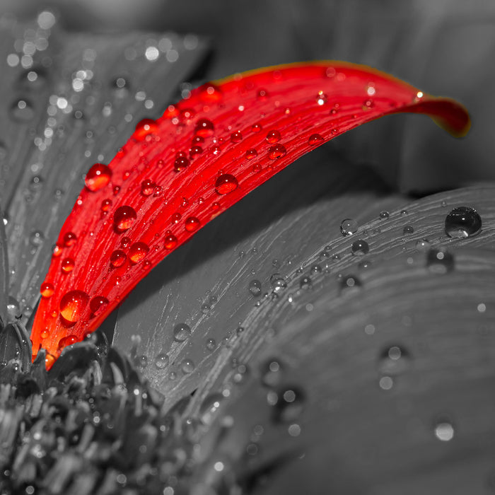 Gerbera Blüte, Glasbild Quadratisch