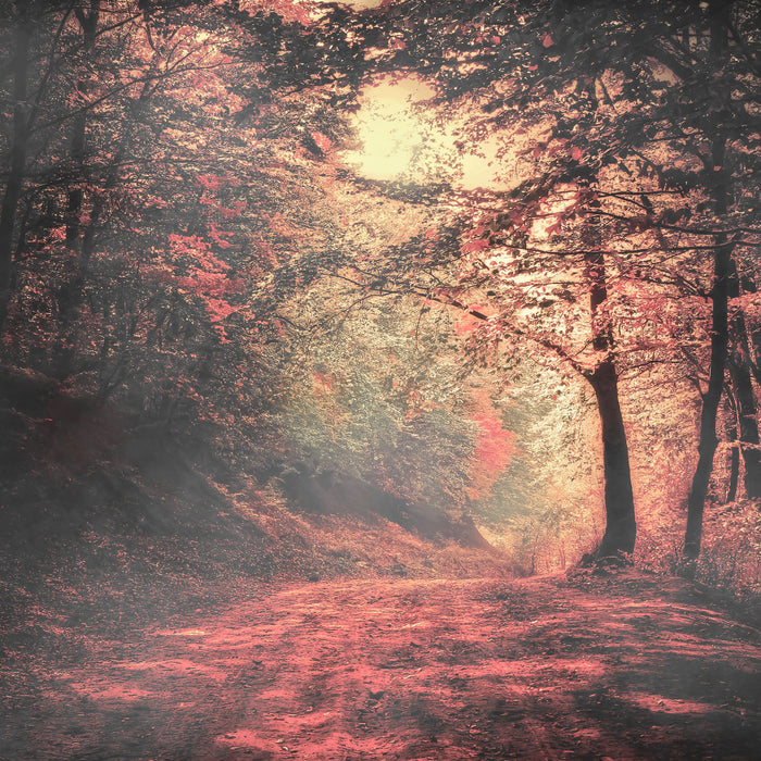 Waldstraße im Herbst, Glasbild Quadratisch