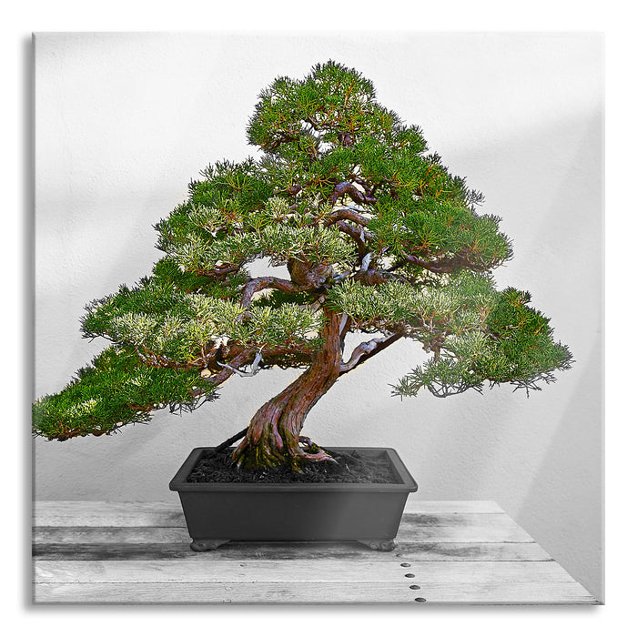 Pixxprint Bonsai Baum, Glasbild Quadratisch