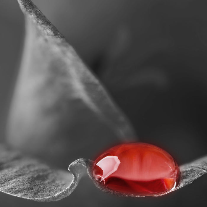 roter Tropfen auf Rosenblüte, Glasbild Quadratisch