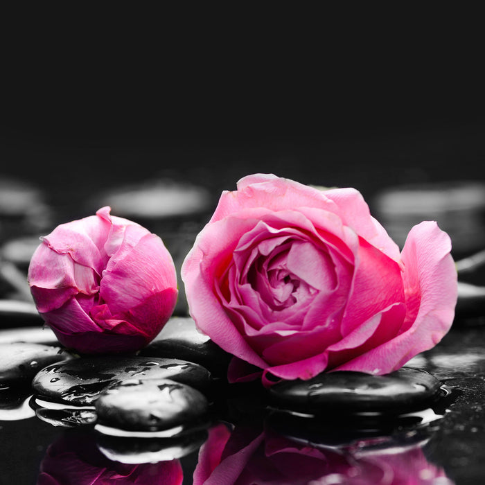 Pinke Rosenblüten auf Zensteinen, Glasbild Quadratisch