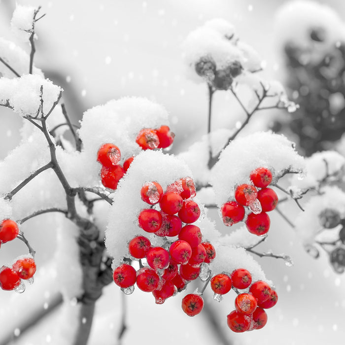 Rote Vogelbeeren im Winter, Glasbild Quadratisch