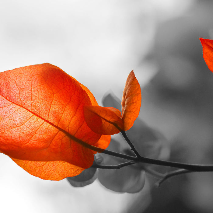 schöne rote Herbstblätter, Glasbild Quadratisch