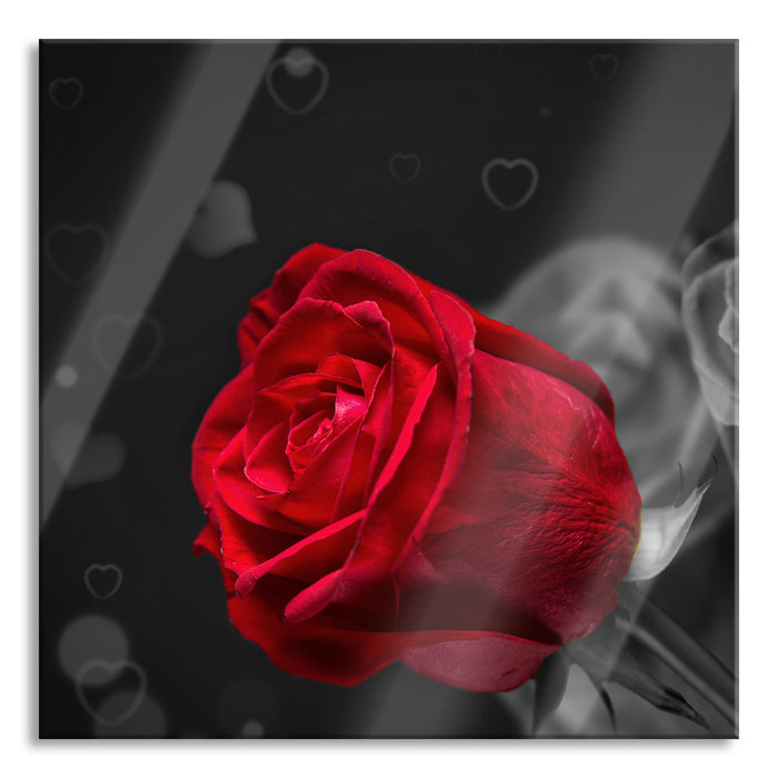 Pixxprint rote Rosen zum Valentinstag, Glasbild Quadratisch