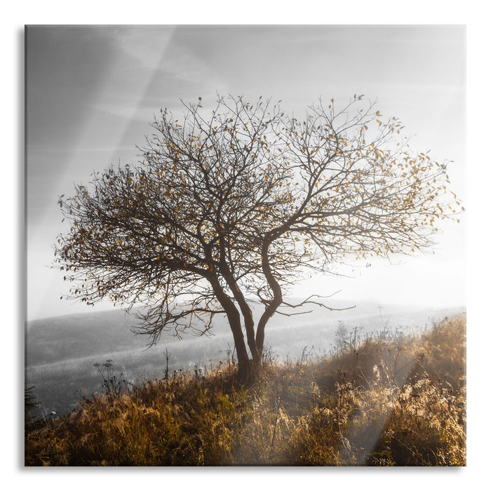 Pixxprint Einsamer Baum auf Berg, Glasbild Quadratisch