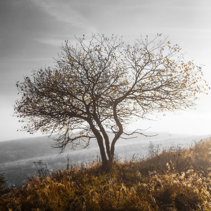 Einsamer Baum auf Berg, Glasbild Quadratisch