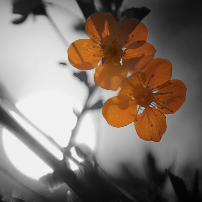 Kirschblüten am Baum, Glasbild Quadratisch