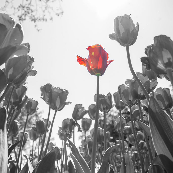 Tulpenfeld Froschperspektive, Glasbild Quadratisch