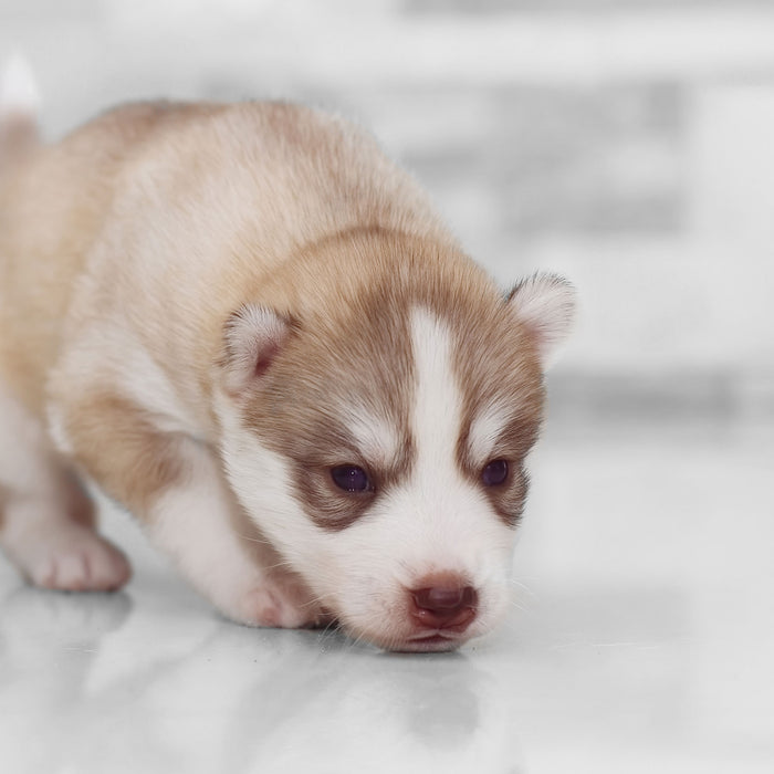 Süßer neugieriger Huskywelpe, Glasbild Quadratisch