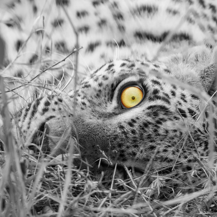 aufmerksamer liegender Leopard, Glasbild Quadratisch