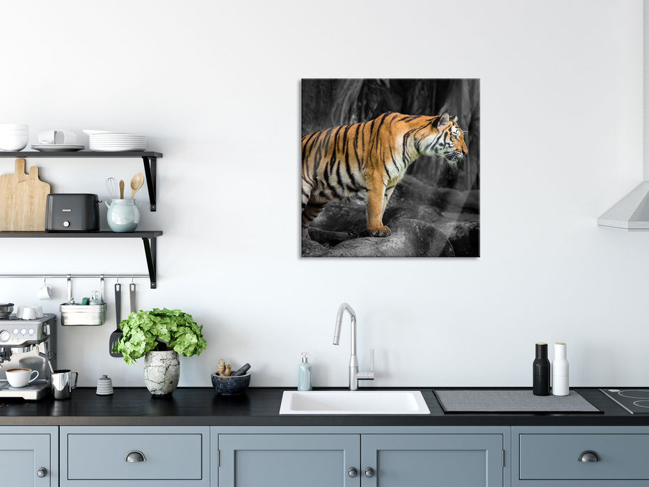 knurrender Tiger auf Steinen, Glasbild Quadratisch