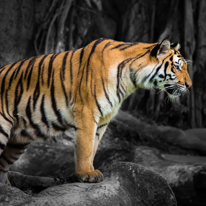 knurrender Tiger auf Steinen, Glasbild Quadratisch