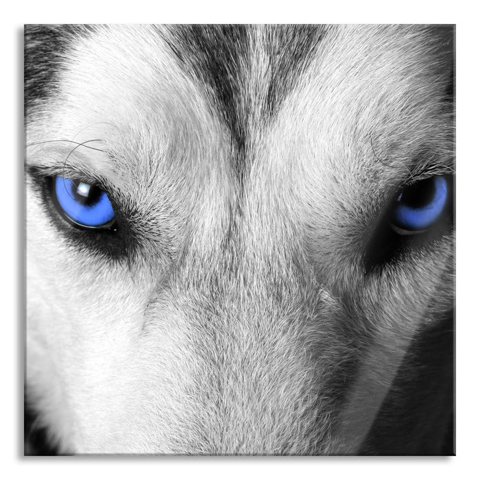 Pixxprint Husky mit Augen, Glasbild Quadratisch