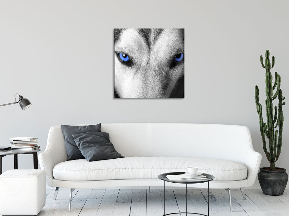 Husky mit Augen, Glasbild Quadratisch