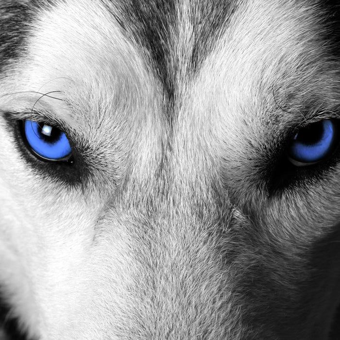 Husky mit Augen, Glasbild Quadratisch