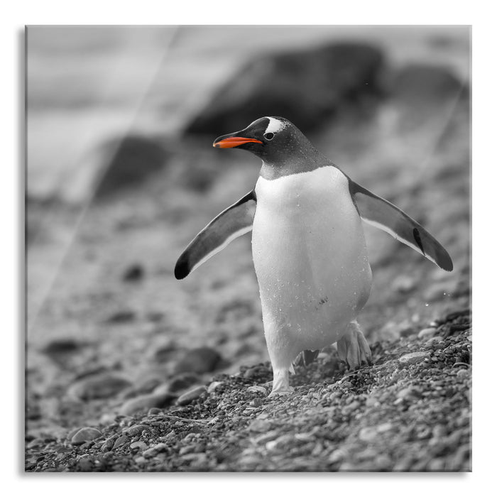 Pixxprint Pinguin am Steinstrand, Glasbild Quadratisch