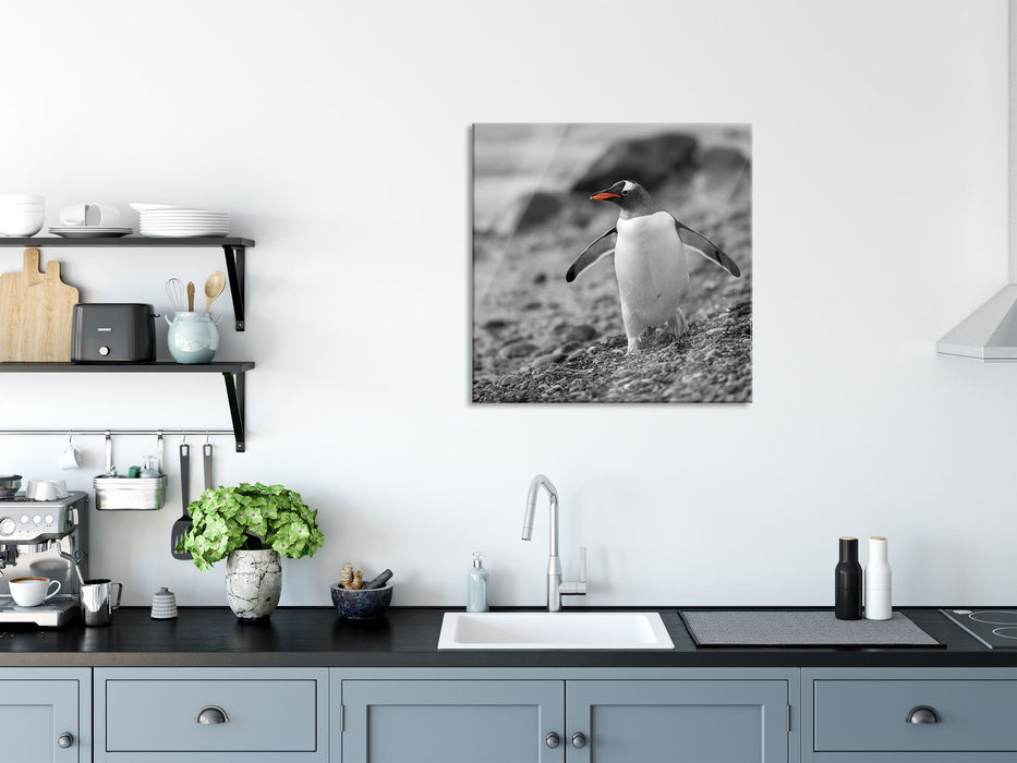 Pinguin am Steinstrand, Glasbild Quadratisch