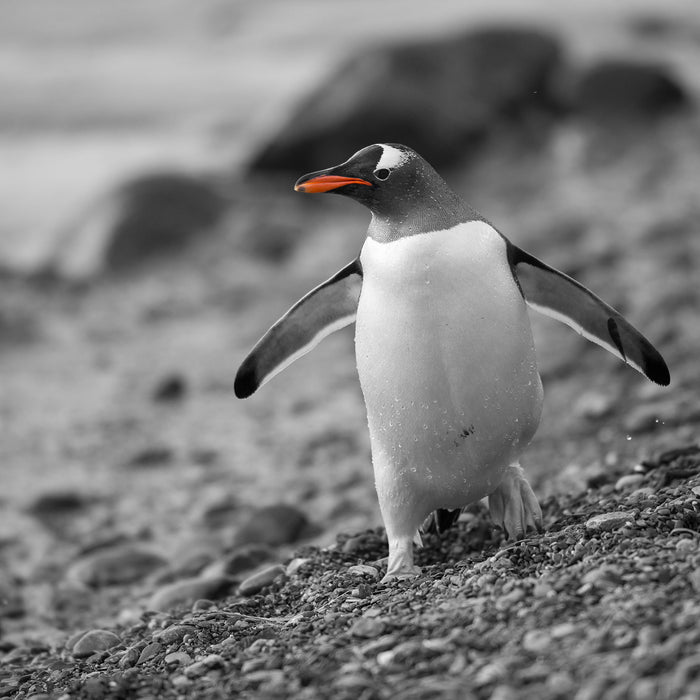 Pinguin am Steinstrand, Glasbild Quadratisch