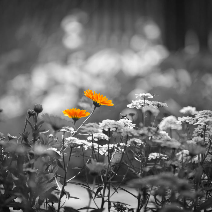 Gartenblumen auf Wiese, Glasbild Quadratisch