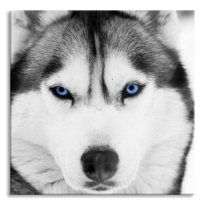 Pixxprint Husky mit blauen Augen, Glasbild Quadratisch