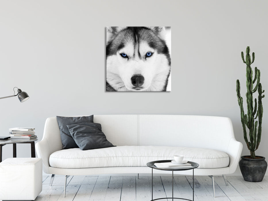 Husky mit blauen Augen, Glasbild Quadratisch