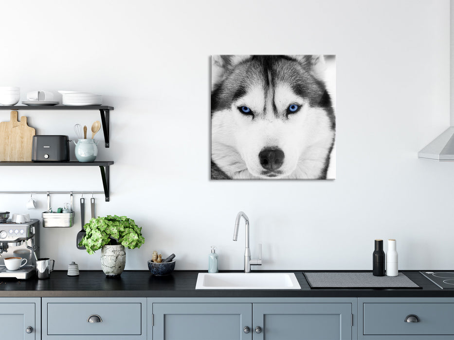 Husky mit blauen Augen, Glasbild Quadratisch