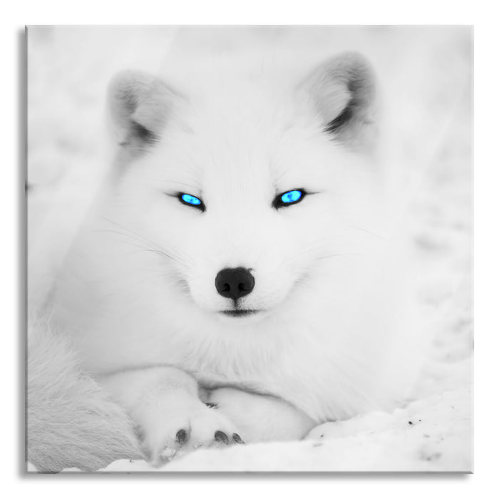 Pixxprint Polarfuchs mit strahlenden Augen, Glasbild Quadratisch