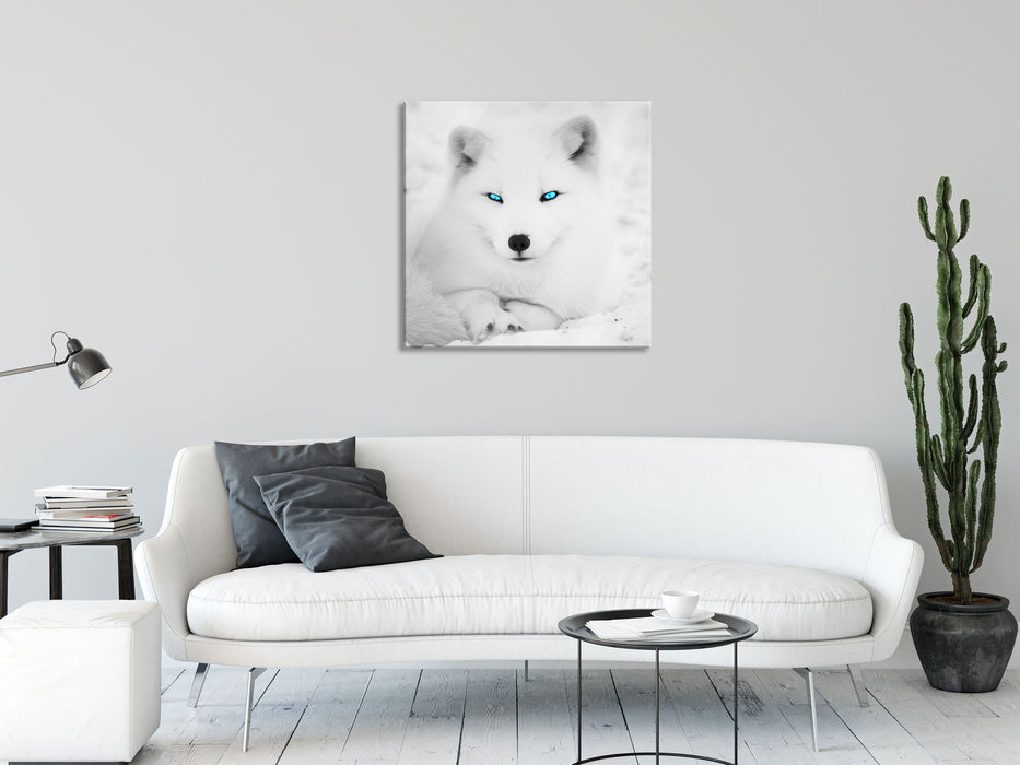 Polarfuchs mit strahlenden Augen, Glasbild Quadratisch