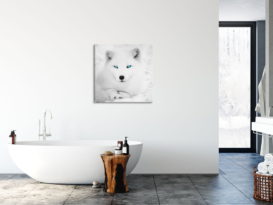 Polarfuchs mit strahlenden Augen, Glasbild Quadratisch