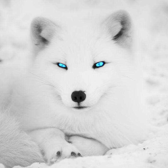 Polarfuchs mit strahlenden Augen, Glasbild Quadratisch