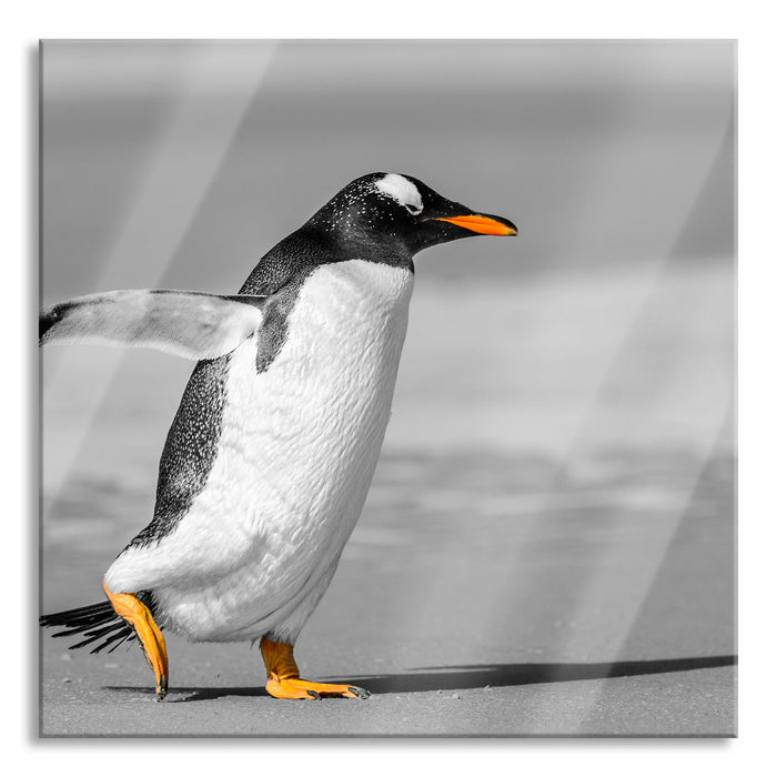 Pixxprint watschelnder Pinguin am Strand, Glasbild Quadratisch