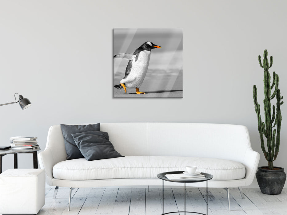 watschelnder Pinguin am Strand, Glasbild Quadratisch