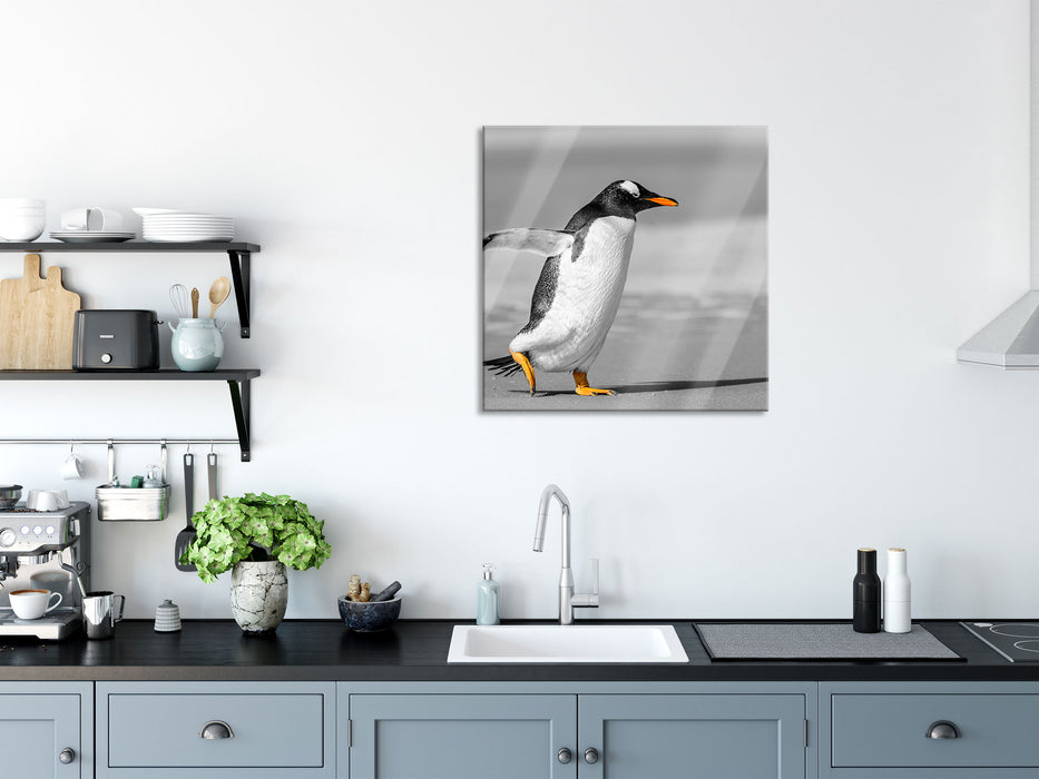 watschelnder Pinguin am Strand, Glasbild Quadratisch