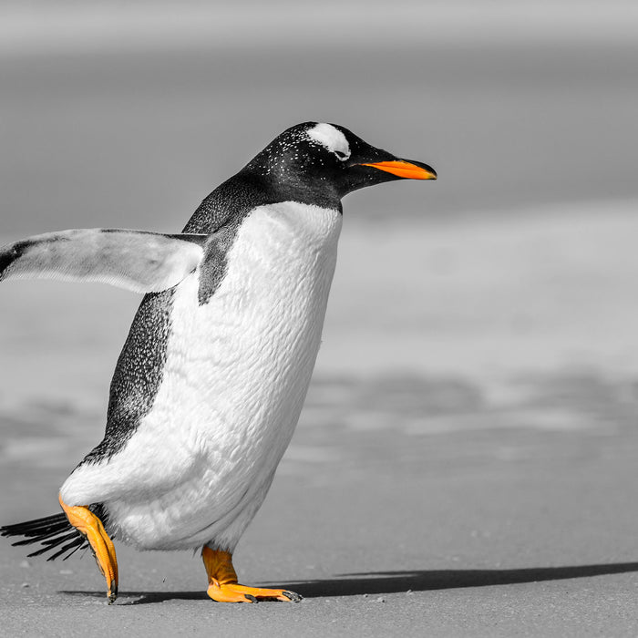 watschelnder Pinguin am Strand, Glasbild Quadratisch