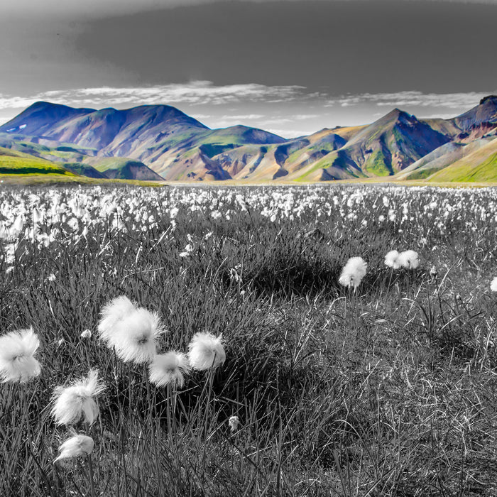 Alpenwiese an Sommertag, Glasbild Quadratisch