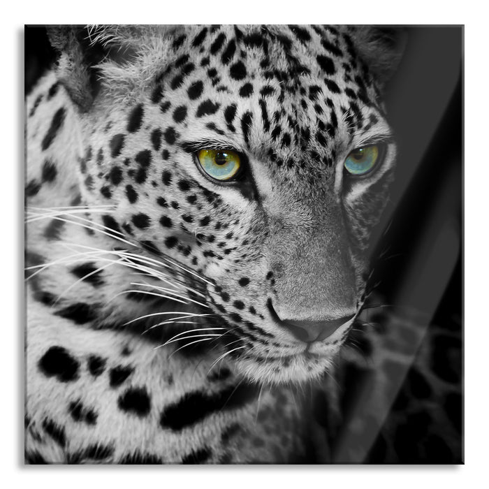 Pixxprint Leopardenkopf, Glasbild Quadratisch