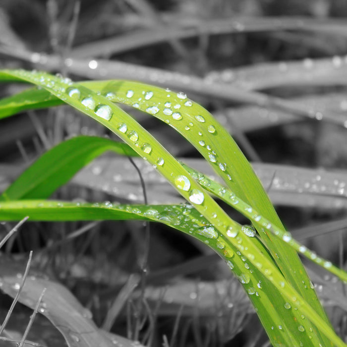 Grashalme im Morgentau, Glasbild Quadratisch