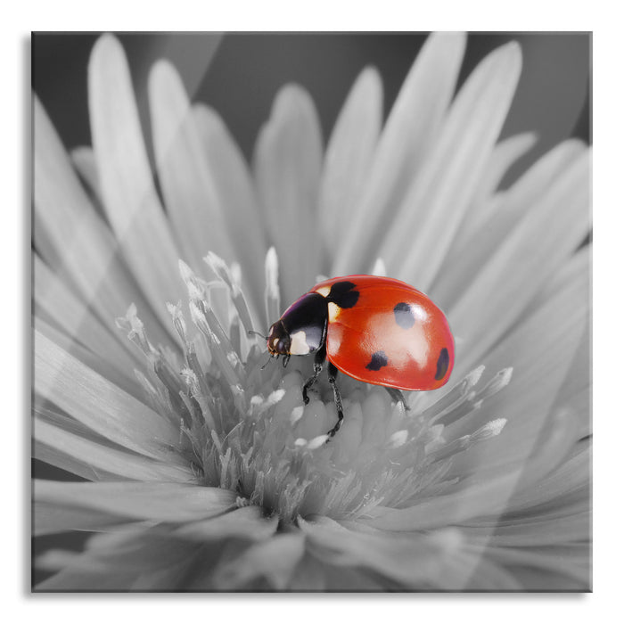 Pixxprint leuchtender Marienkäfer auf Blüte, Glasbild Quadratisch