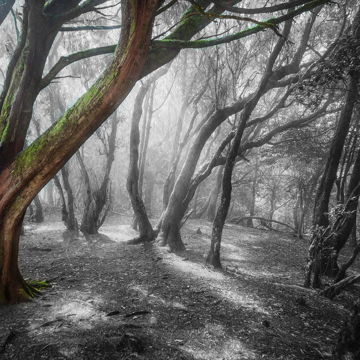 einsamer Baum in tristem Grau, Glasbild Quadratisch