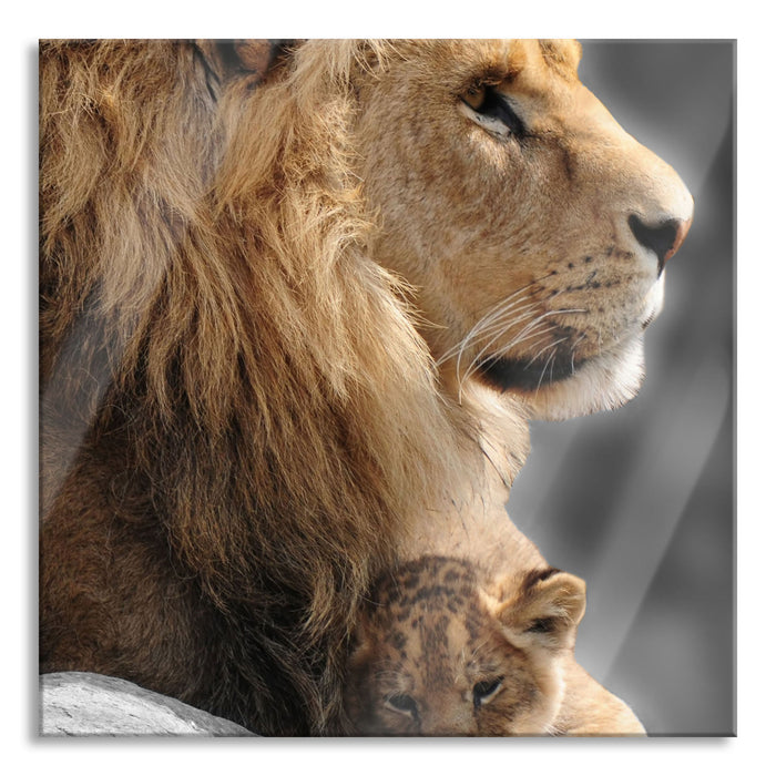 Pixxprint Löwe mit Löwenbaby, Glasbild Quadratisch