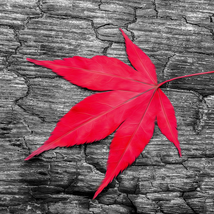 Rotes Ahornblatt im Herbst, Glasbild Quadratisch