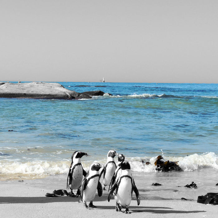 lustige Pinguine am Strand, Glasbild Quadratisch