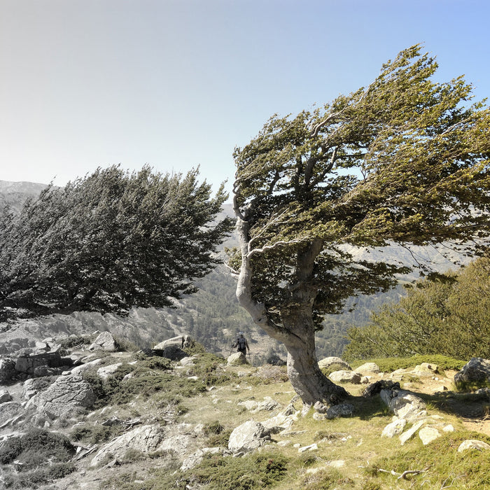 Alter Schiefer Baum in den Bergen, Glasbild Quadratisch