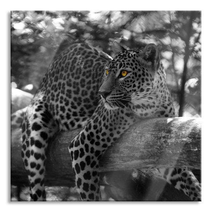 Pixxprint liegender Leopard auf Ast, Glasbild Quadratisch