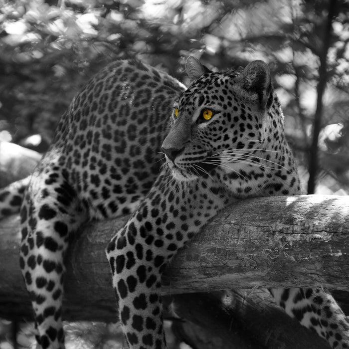 liegender Leopard auf Ast, Glasbild Quadratisch