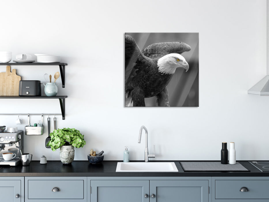 schöner Weißkopfseeadler, Glasbild Quadratisch