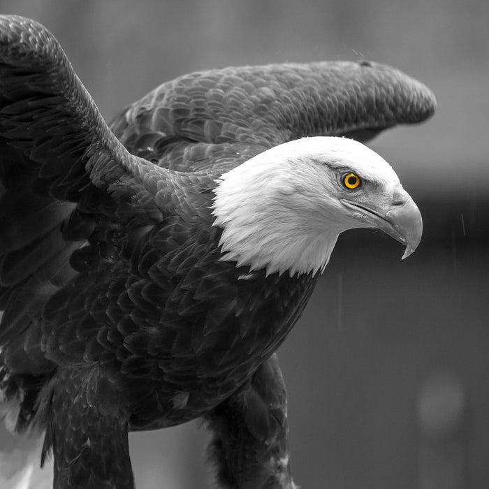 schöner Weißkopfseeadler, Glasbild Quadratisch