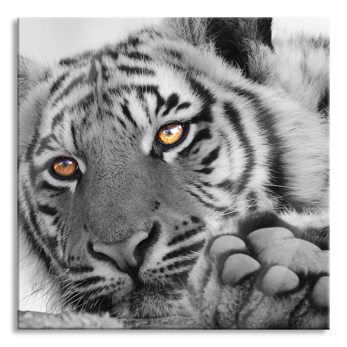 Pixxprint entspannter Tiger, Glasbild Quadratisch