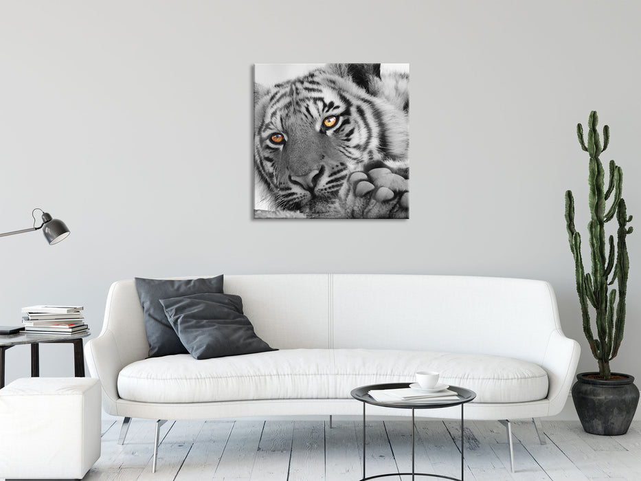 entspannter Tiger, Glasbild Quadratisch